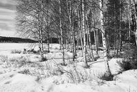 On the frozen river bank