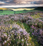 Little Fryup across the moor