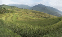 Rice fields panorama