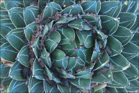 Majorelle Gardens, Marrakech
