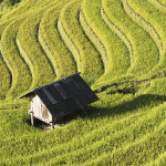 Rice fields