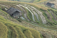 The rice terraces