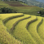 The rice terraces before harvest