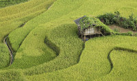 The rice terraces