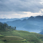 The rice fields at dusk