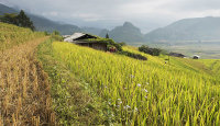Village in the rice fields