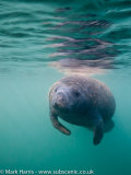 Juvenile Manatee