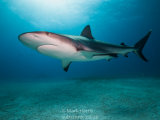 Caribbean Reef Shark
