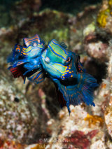 Mandarinfish