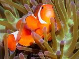 Clownfish
