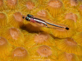 Goby on Coral