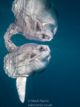 Oceanic sunfish