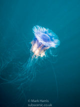 Blue Jellyfish