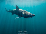 Basking Shark