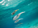 Reef Squid Group