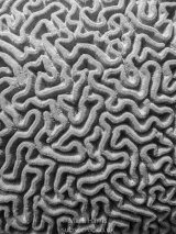 Brain Coral Detail