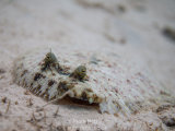 Peacock Flounder