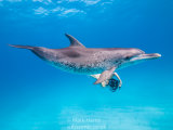 Atlantic Spotted Dolphin; Yuki Kusachi