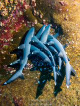 Interlaced Whitetips