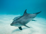 Sha'ab El Erg's resident Bottlenose dolphins