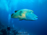 Napoleon Wrasse