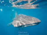 Whale Shark