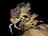 Mating Decorator Crabs
