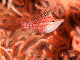 Longnose Hawkfish