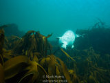 Seal in Kelp