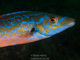 Cuckoo Wrasse