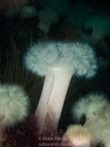 Plumose Anemone