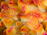 Jewel Anemones