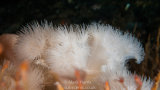 Plumose Anemones