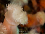 Plumose Anemone II