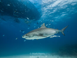 Tiger Shark