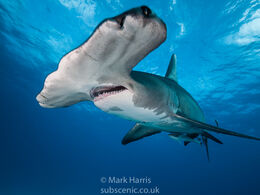 Great Hammerhead