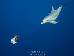 Bottlenose retrieves his catch