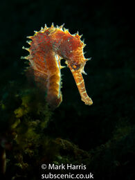 Seahorse