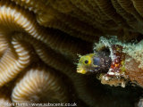 Secretary Blenny