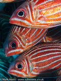 Red Striped Squirrelfish