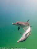 Atlantic Spotted Dolphin, mirrored