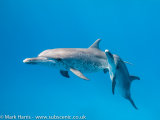 Atlantic Spotted Dolphin duo