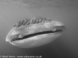 Whale Shark