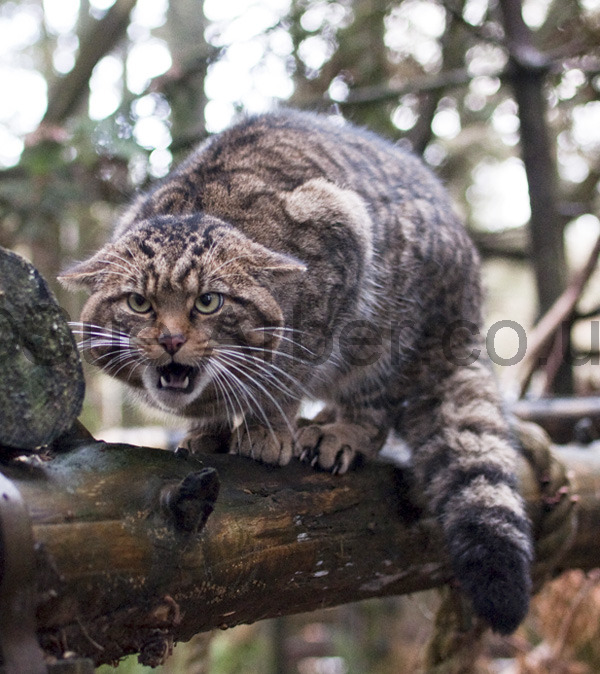 Scottish Wildcat Kitten