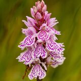 Wild Orchid