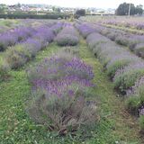 Lavender plants awaiting harvesting