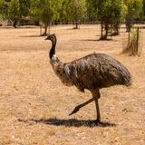 Emu