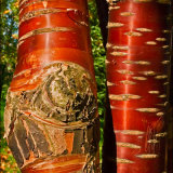 Tibetian Cherry Tree