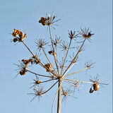 Seed Heads in Autumn