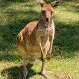 Australian Kangaroo